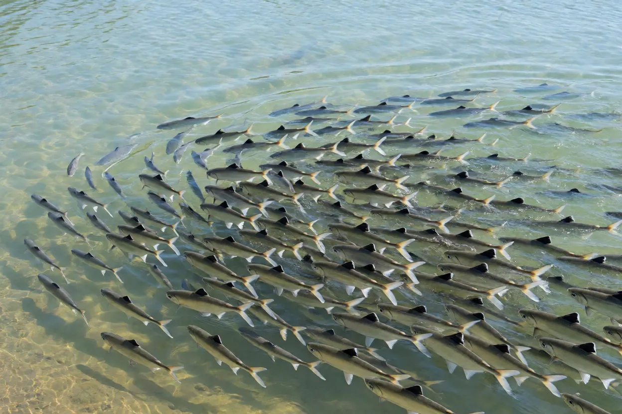 Cardume de curimbatás migrando rio acima na piracema