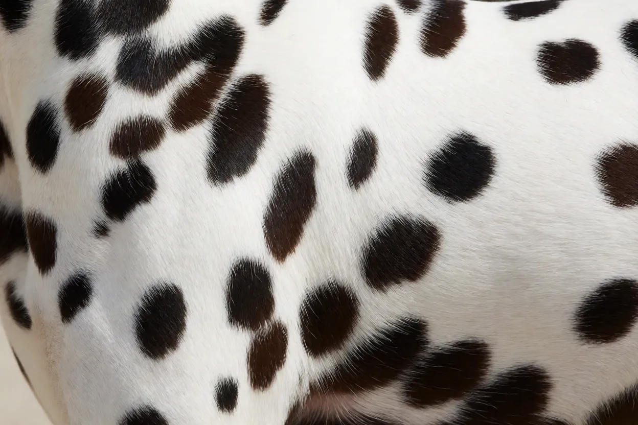 Detalhe da pelagem do Dálmata mostrando manchas pretas e fígado