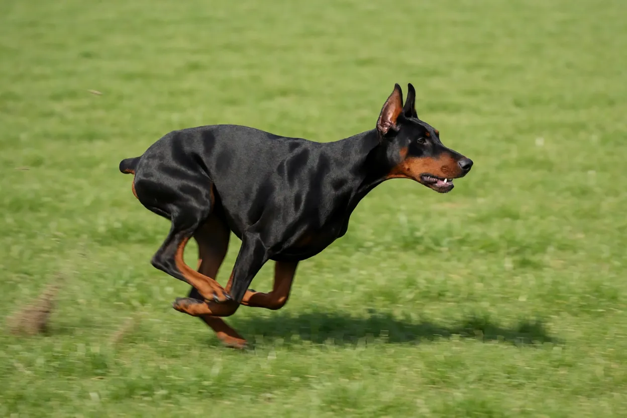 Doberman correndo em campo aberto