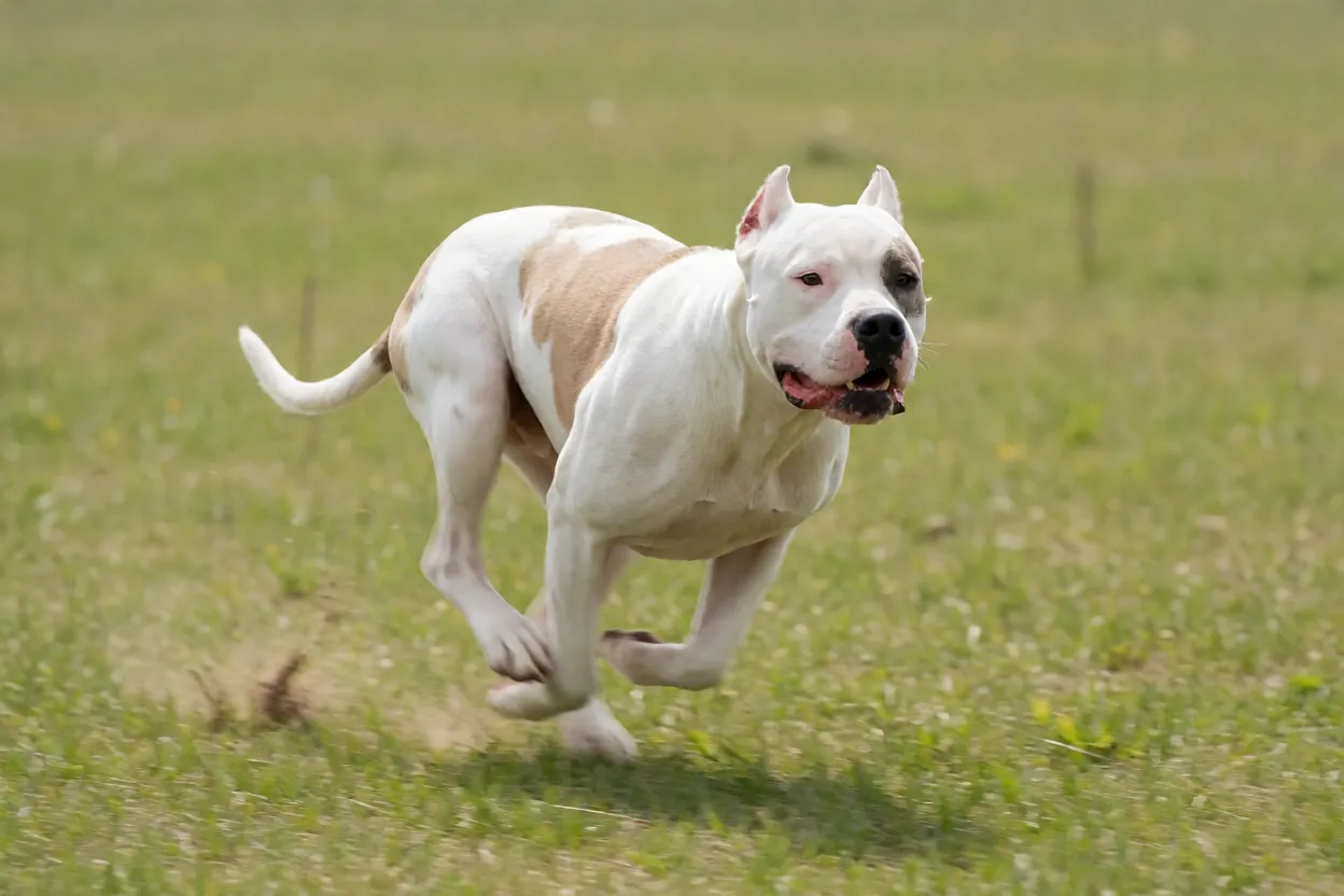 Dogo Argentino correndo em campo aberto