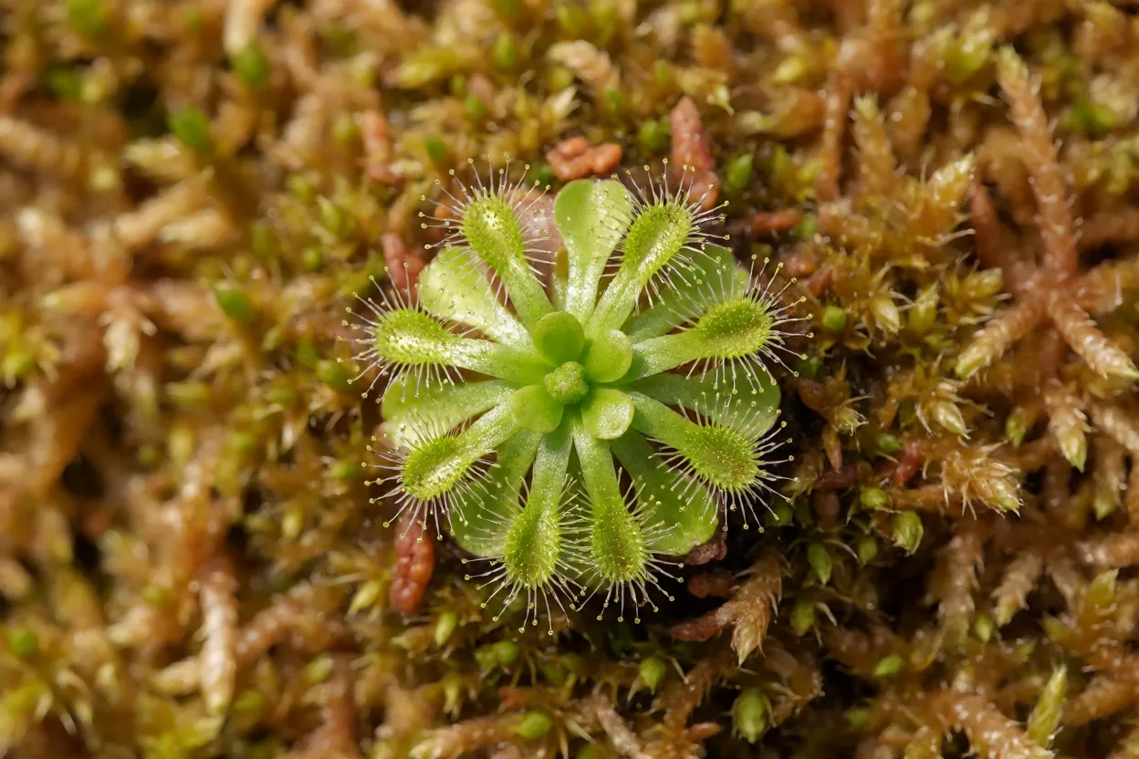 Drosera burmannii com roseta plana e folhas redondas vista de cima