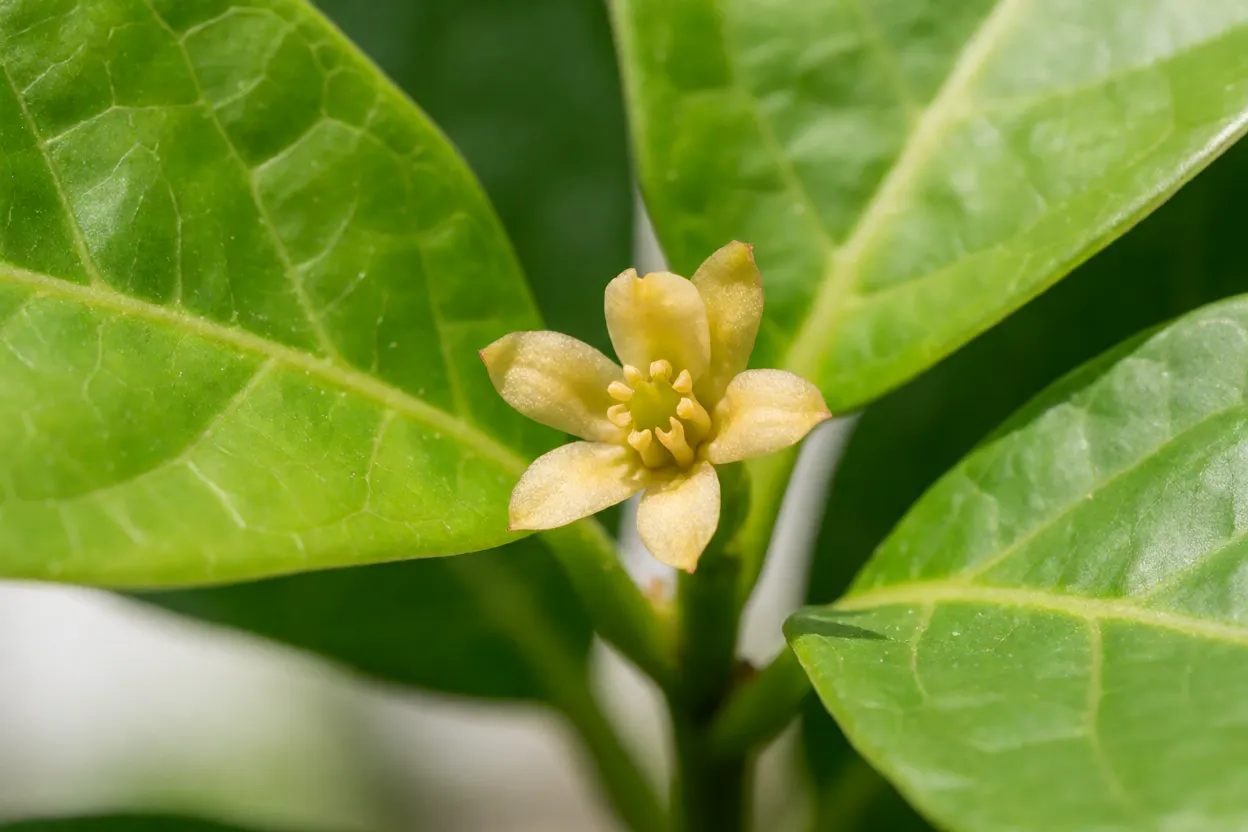 Folhas e flor discreta amarelada da envira