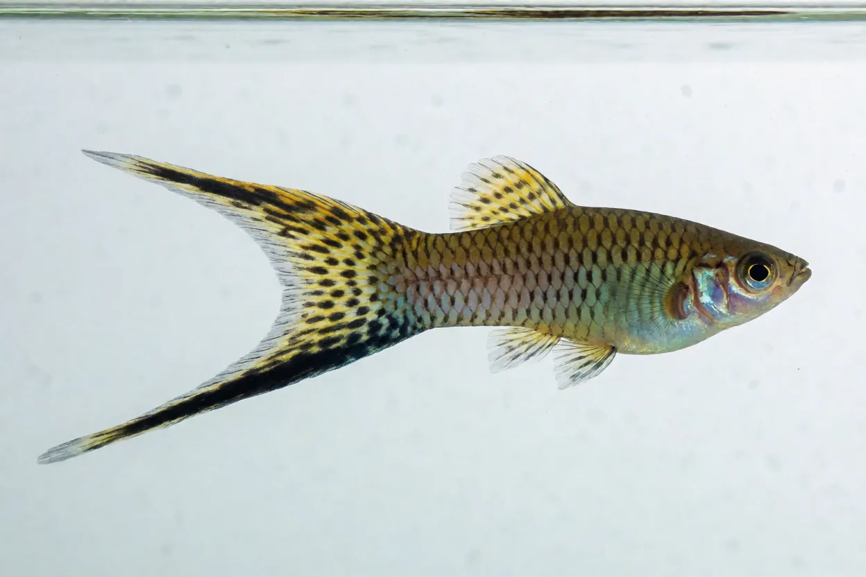 Peixe Espada macho adulto de lado mostrando a espada na cauda