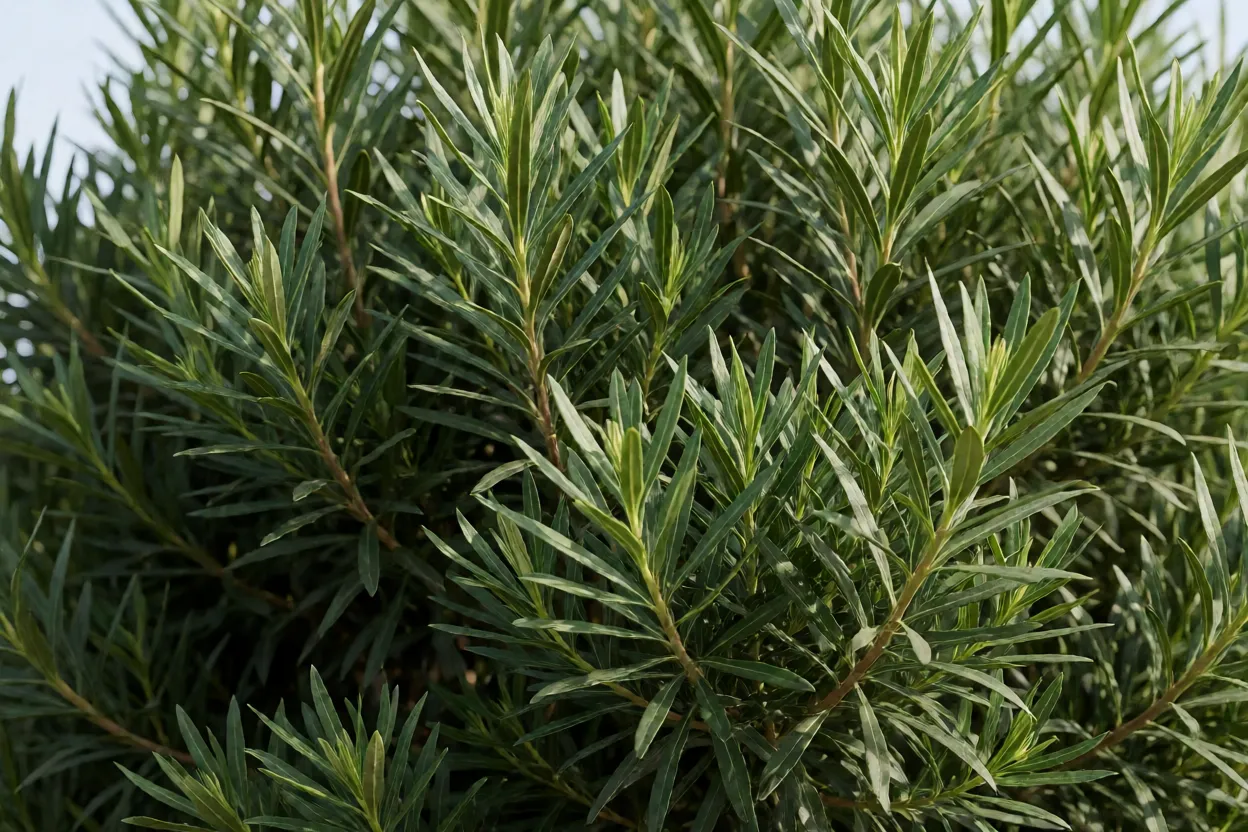 Folhagem verde densa da Eug&ecirc;nia em close