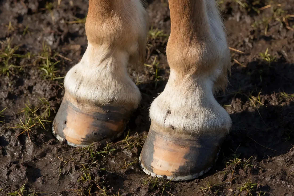 Detalhe dos cascos e pernas de cavalo Exmoor