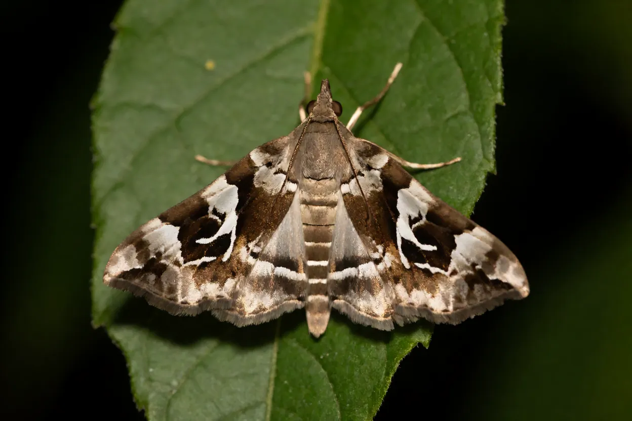 Mariposa falsa-medideira com asas abertas mostrando mancha prateada