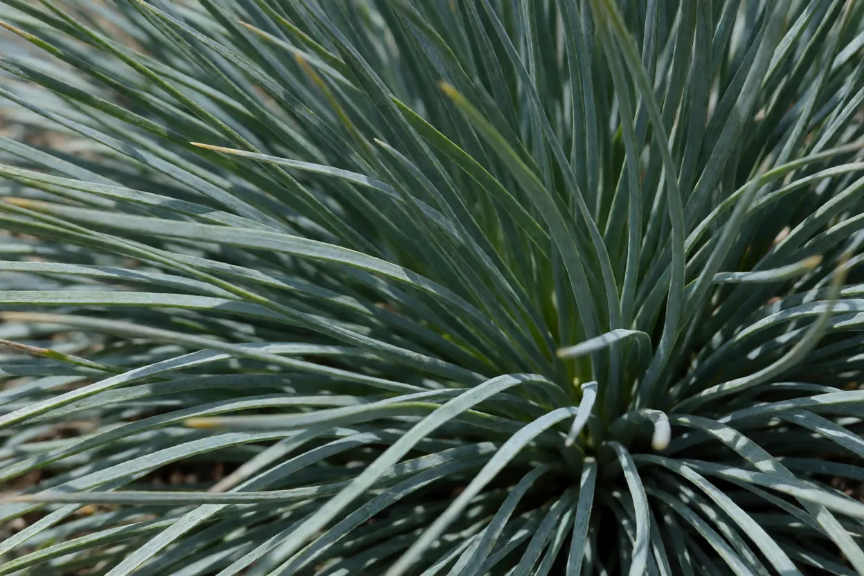 Close-up das folhas finas e azuladas da festuca-azul mostrando textura cerosa