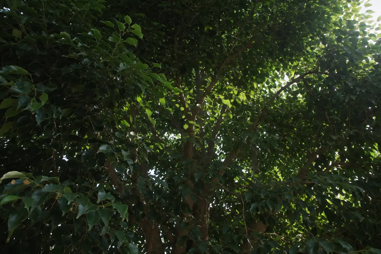 Copa de Ficus benjamina vista de baixo com luz filtrada