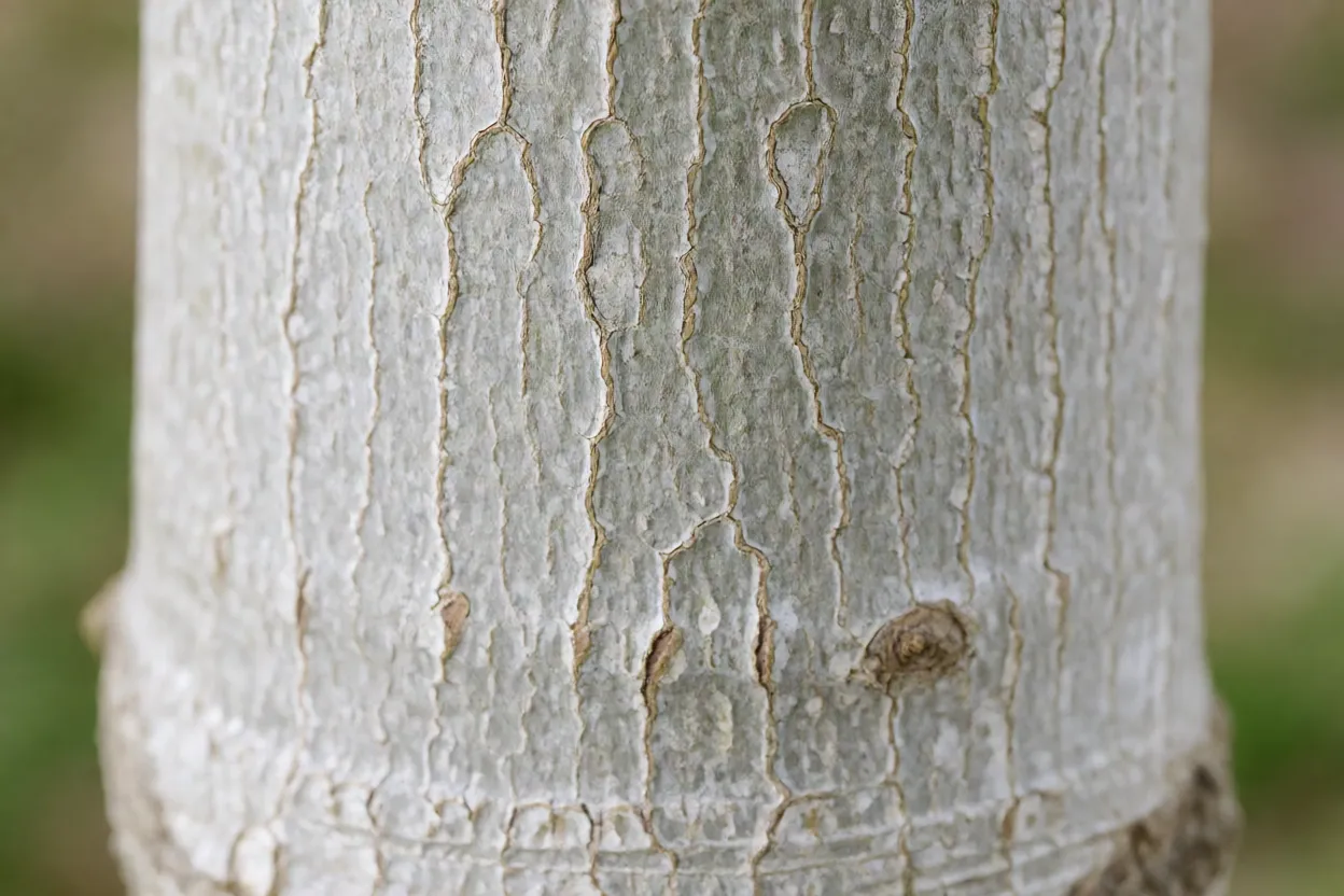 Tronco e casca clara da Ficus triangular