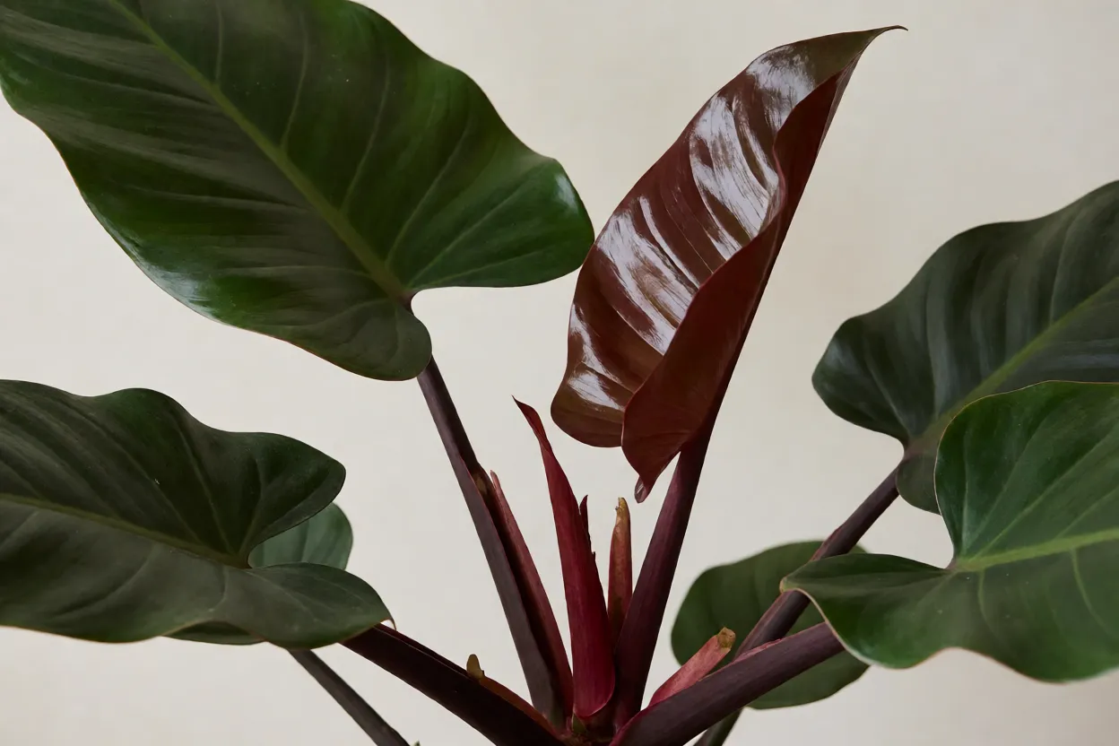 Filodendro-roxo: características das folhas, crescimento e cuidados