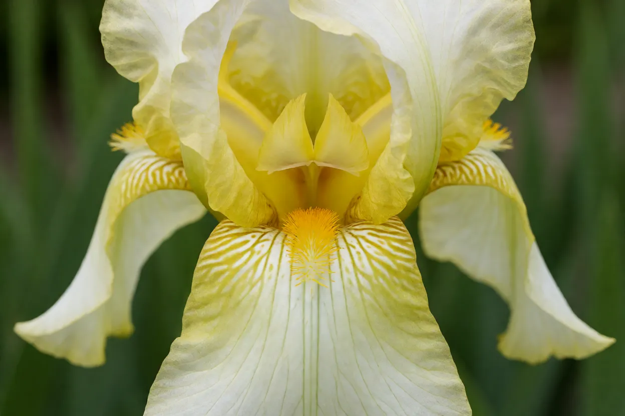 Flor-de-lis Iris germanica em flor com p&eacute;talas eretas e ca&iacute;das