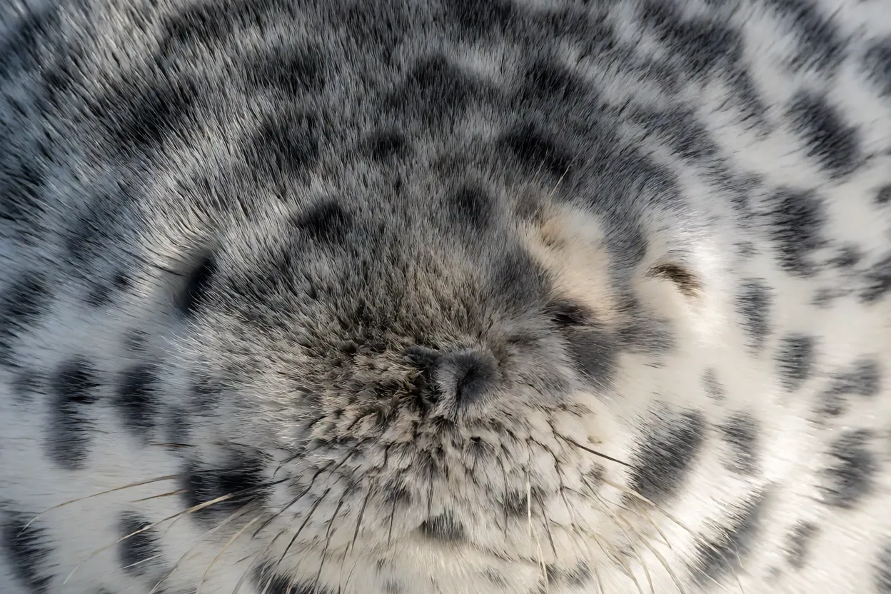 Detalhe da pelagem manchada da foca-de-capuz