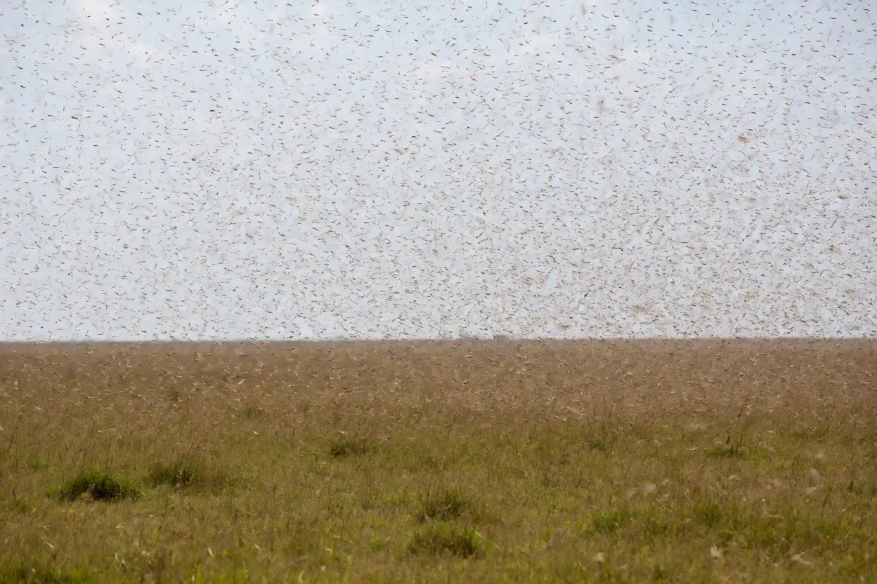 Nuvem densa de gafanhotos-peregrinos formando enxame no céu da savana