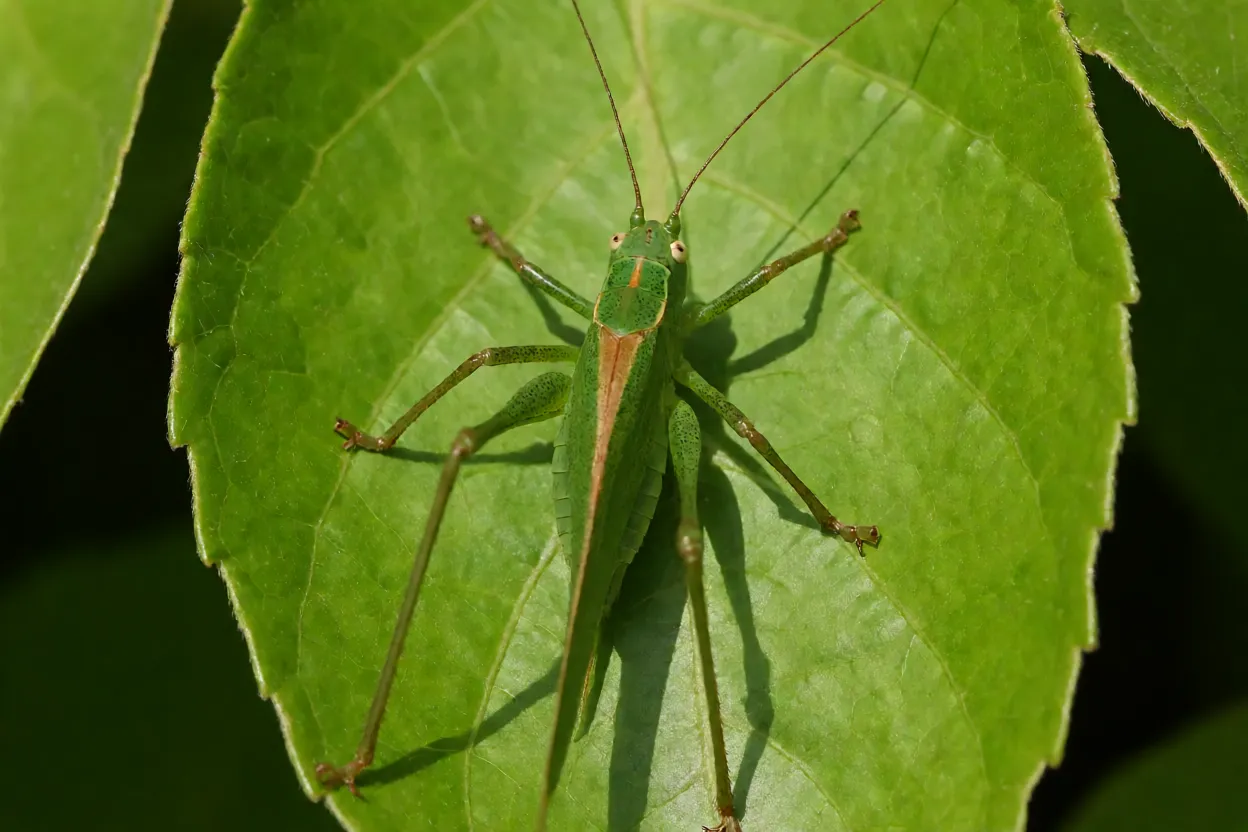 Gafanhoto-verde adulto Stilpnochlora couloniana sobre folha verde, corpo alongado e antenas longas