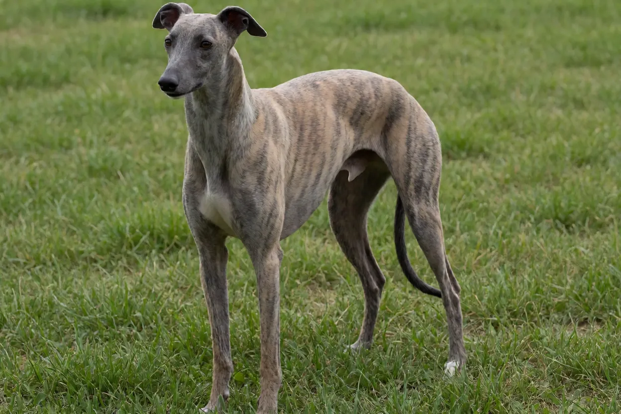 Galgo Inglês adulto em pé na grama visto de três quartos mostrando corpo esguio e peito profundo