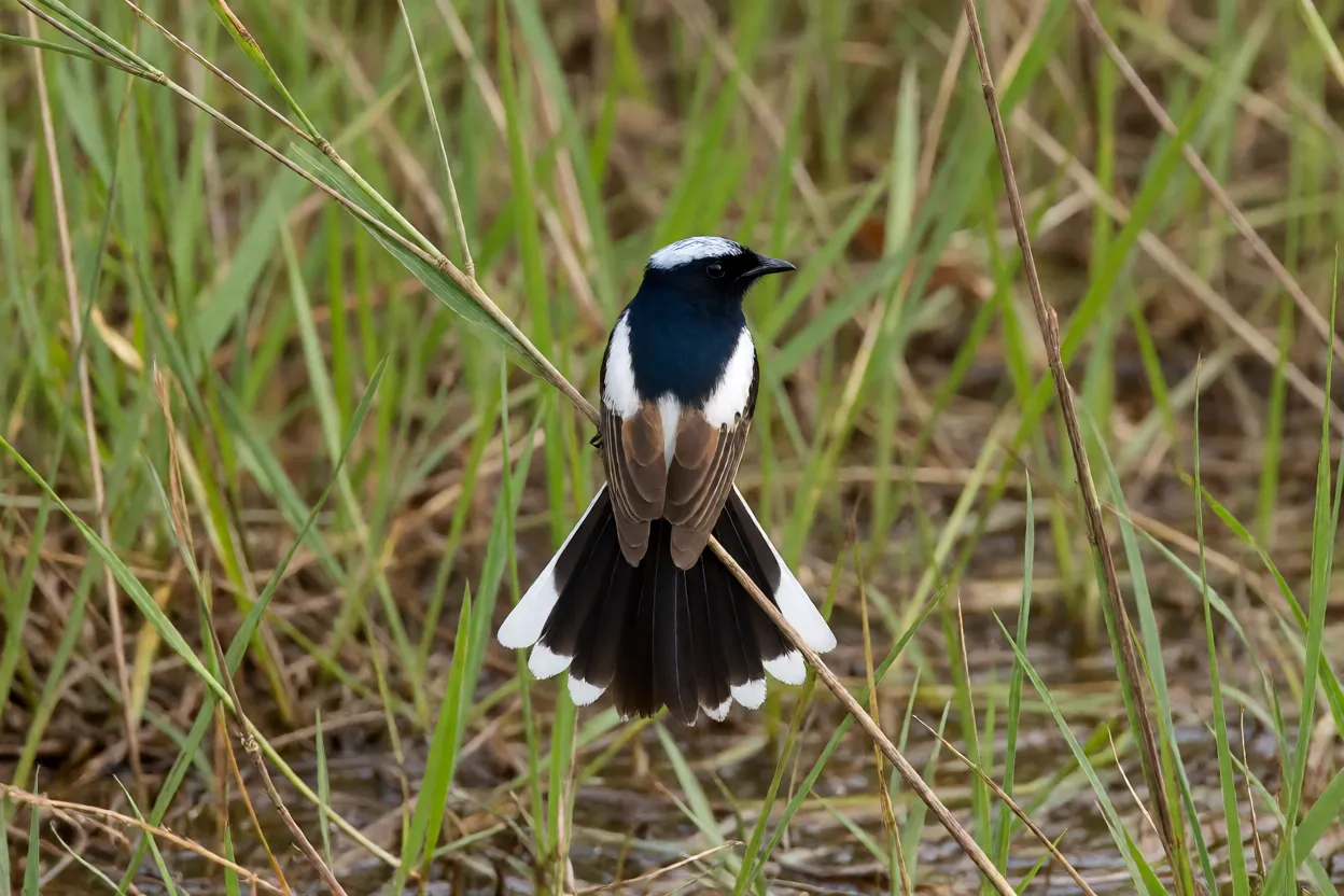 Galito macho em display com cauda em leque pousado em haste de capim no Cerrado