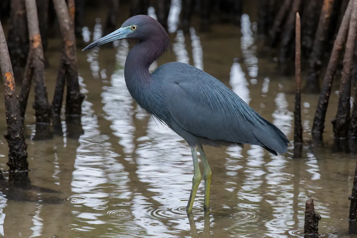 Garça-azul adulta em pé na água rasa de manguezal com plumagem azul-ardósia