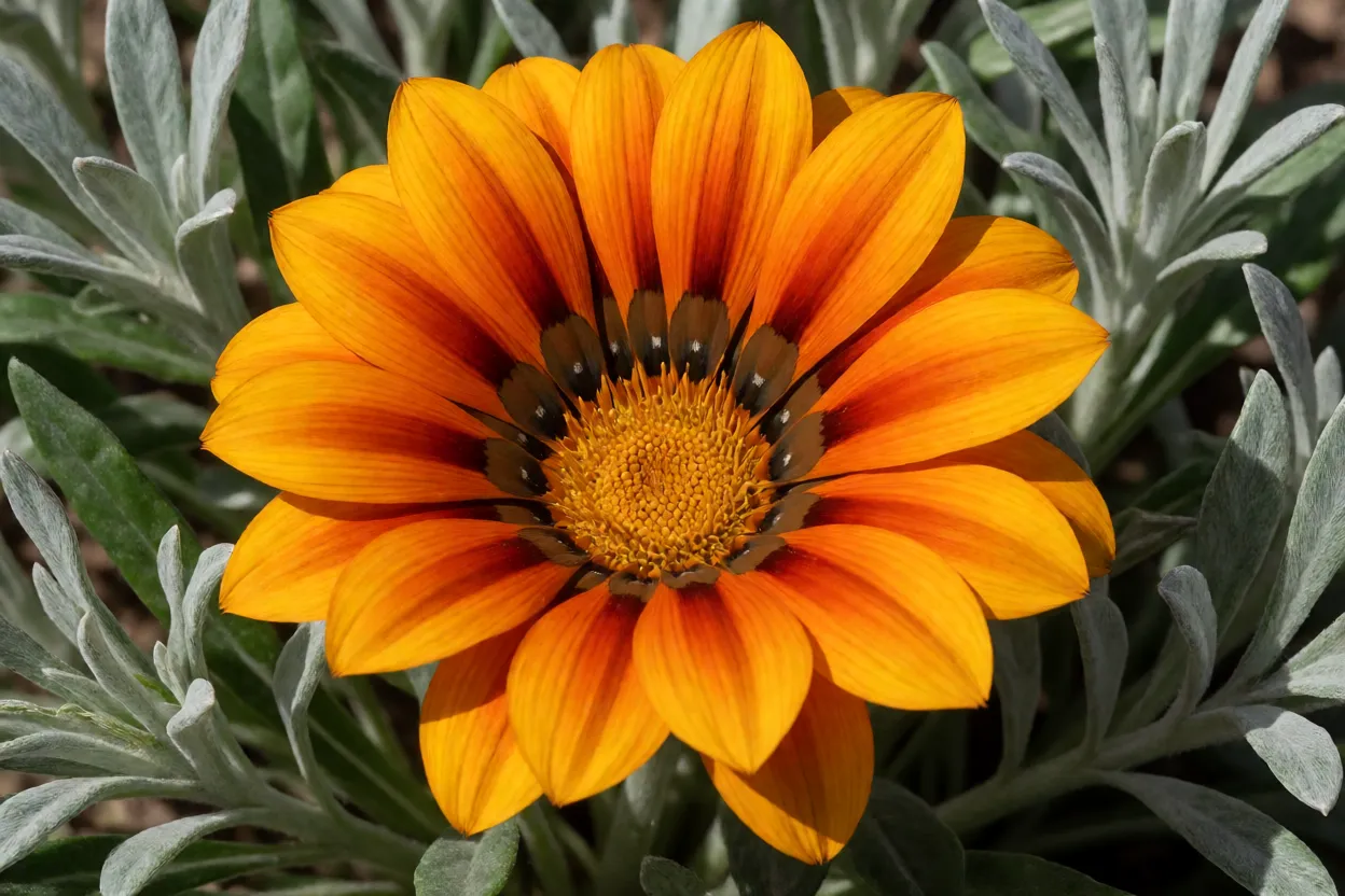 Gaz&acirc;nia em flor com p&eacute;talas amarelo-alaranjadas e centro escuro sob sol pleno