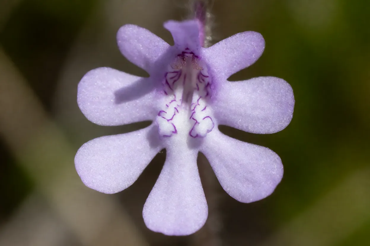 Close-up das flores lilás de Genlisea violacea com esporão