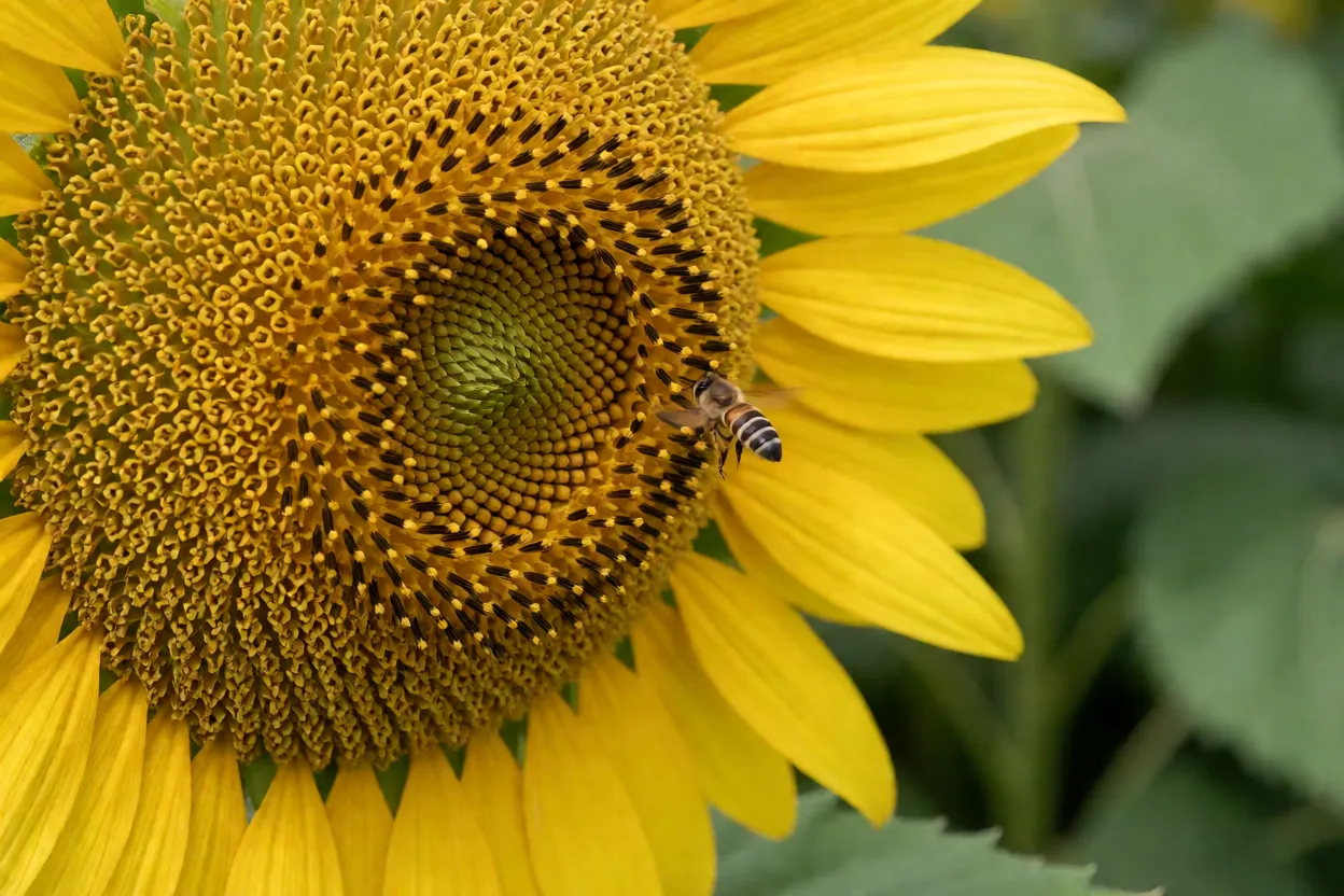 Girassol: como cultivar a flor amarela em vasos e canteiros Abelha visitando o centro de uma flor de girassol