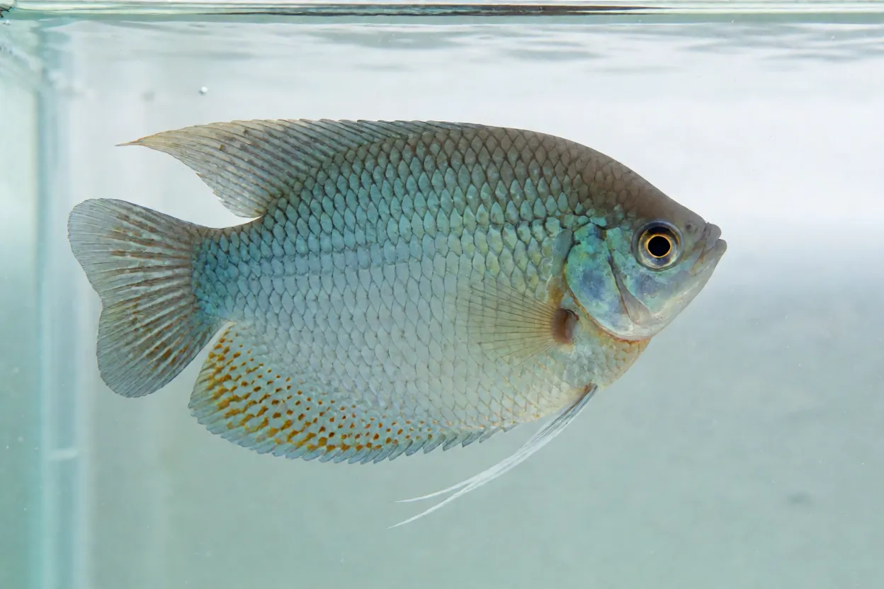 Gourami-anão Powder Blue de lado com cores vivas em água cristalina