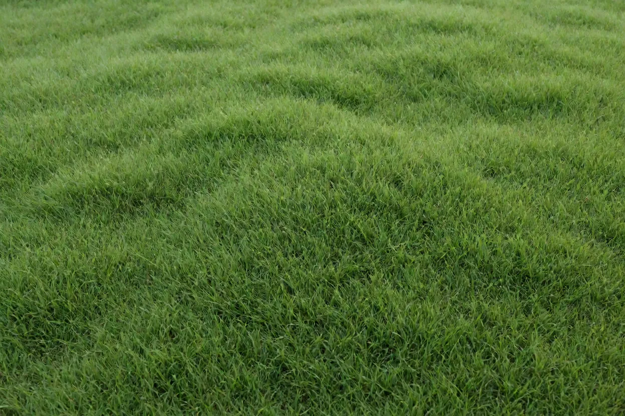 Tapete denso de grama-coreana em jardim ornamental sob sol pleno