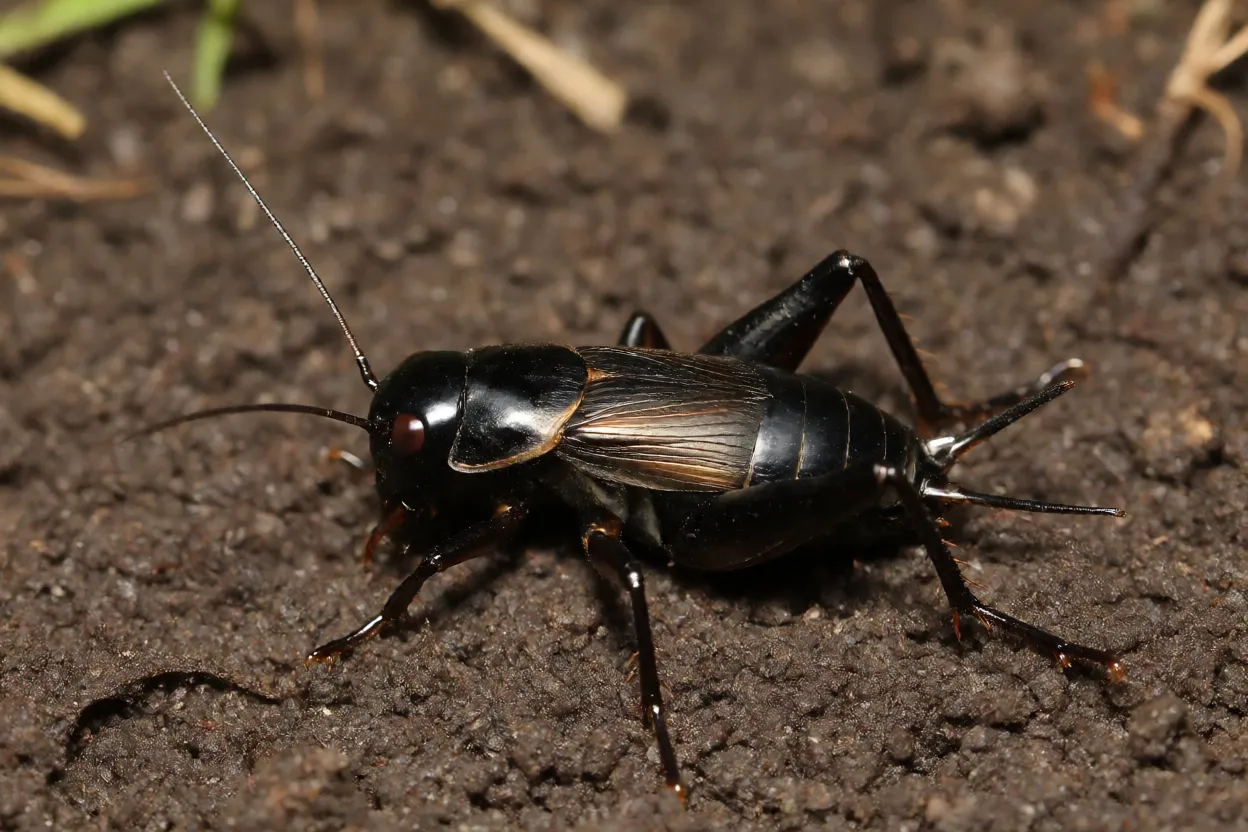 Grilo-preto adulto de corpo escuro e antenas longas em vista lateral no solo