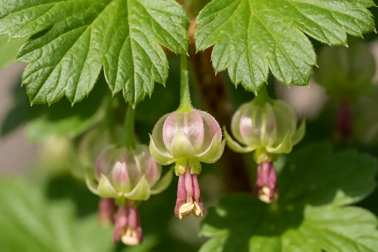 Flores pequenas em forma de sino da groselheira-espinhosa
