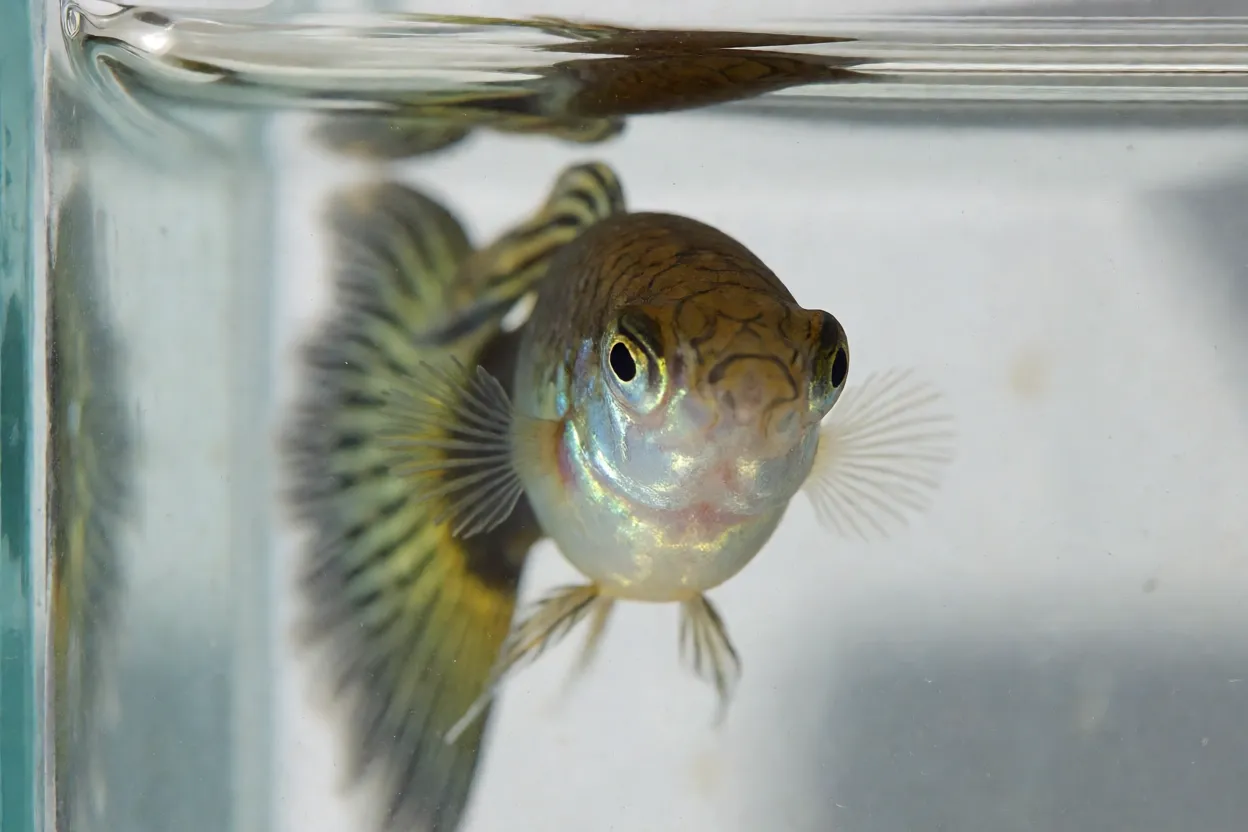 Close-up da cabeça e nadadeiras de um guppy macho mostrando o gonopódio