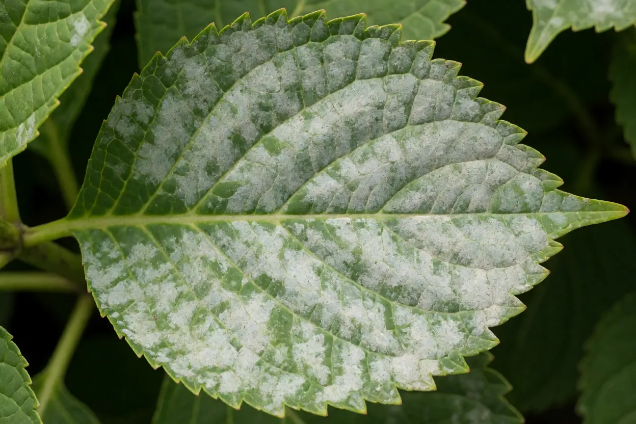 Hortênsia: como cuidar, podar e cultivar a Hydrangea macrophylla Folha de hortênsia com sinais de oídio