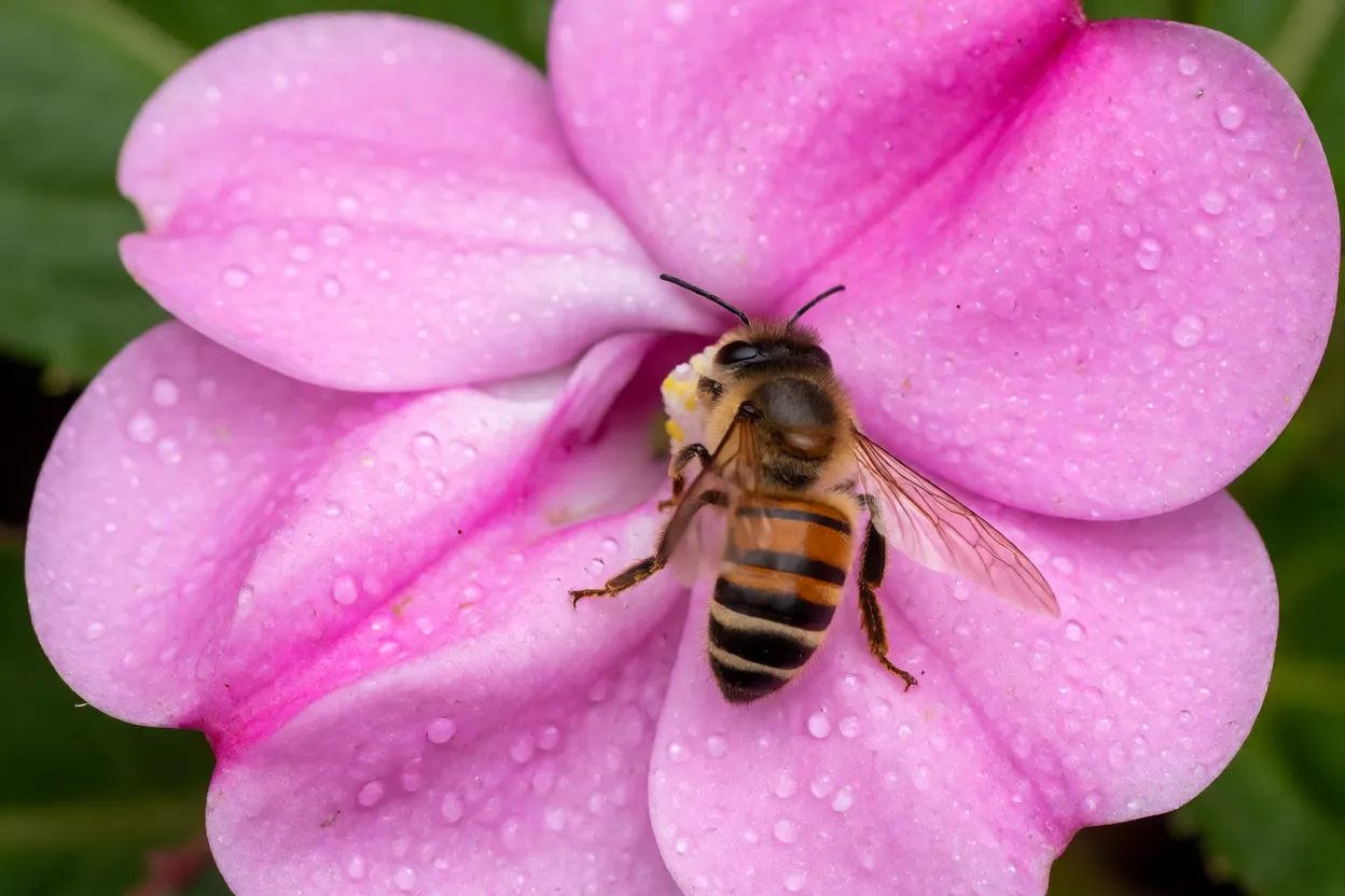 Abelha visitando flor de Impatiens rosa