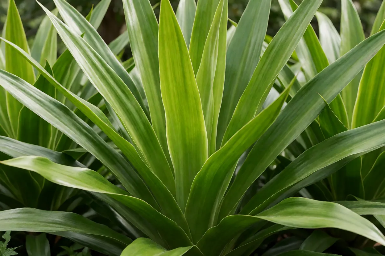 Íris-da-praia: características, floração, folhas e como cultivar Folhas lanceoladas verdes-brilhantes da íris-da-praia em formato de leque