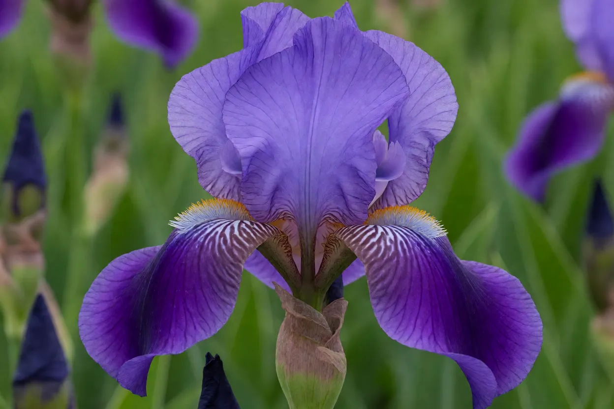 Flor de &iacute;ris barbuda roxa em close mostrando standards e falls com barba