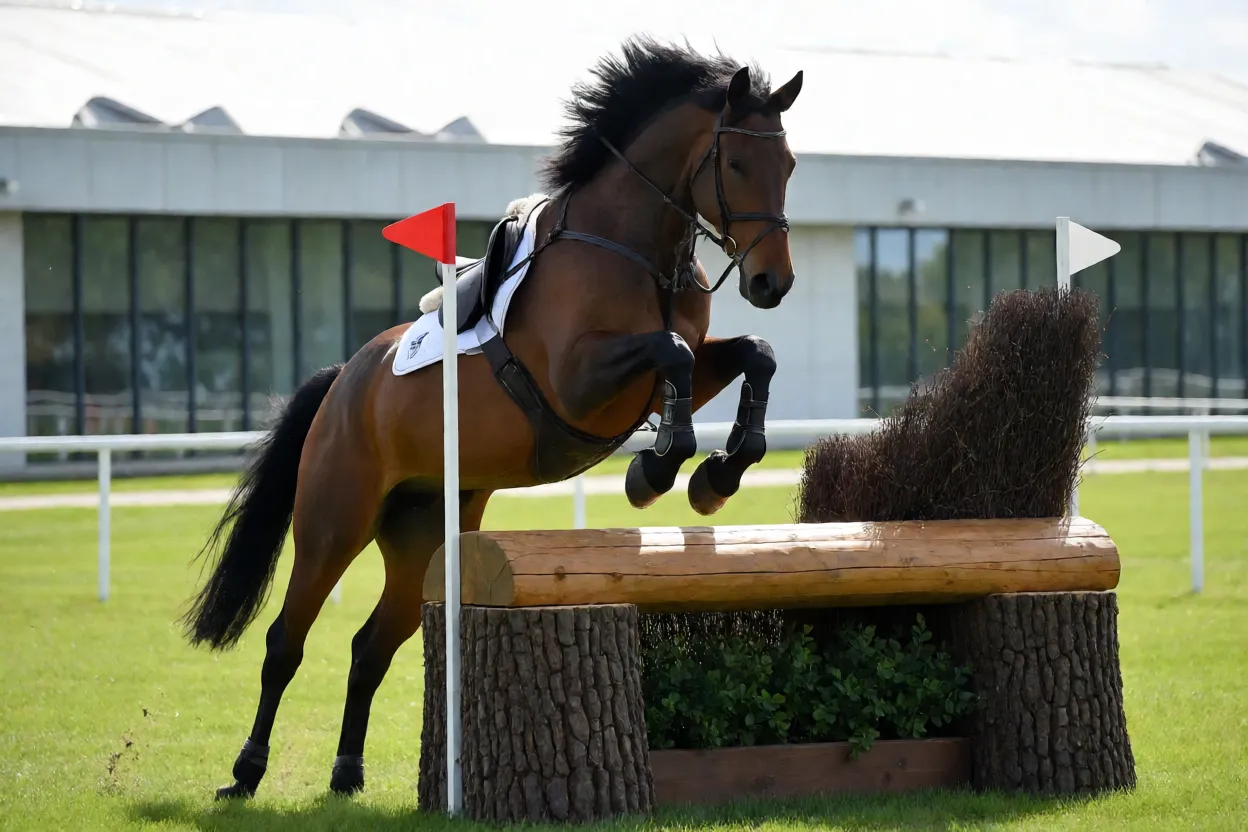 Cavalo Irish Sport Horse saltando obstáculo de cross-country em galope