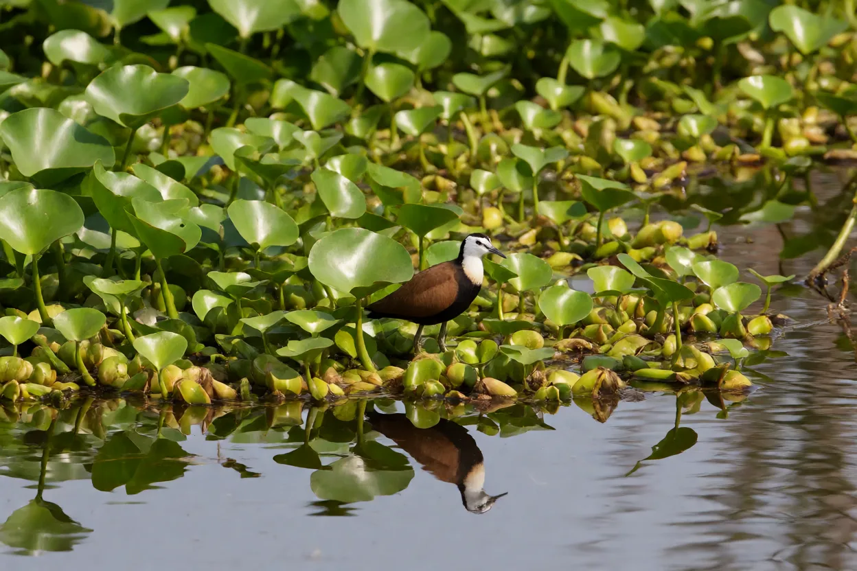 Jacana em seu habitat natural de lagoa com aguapés