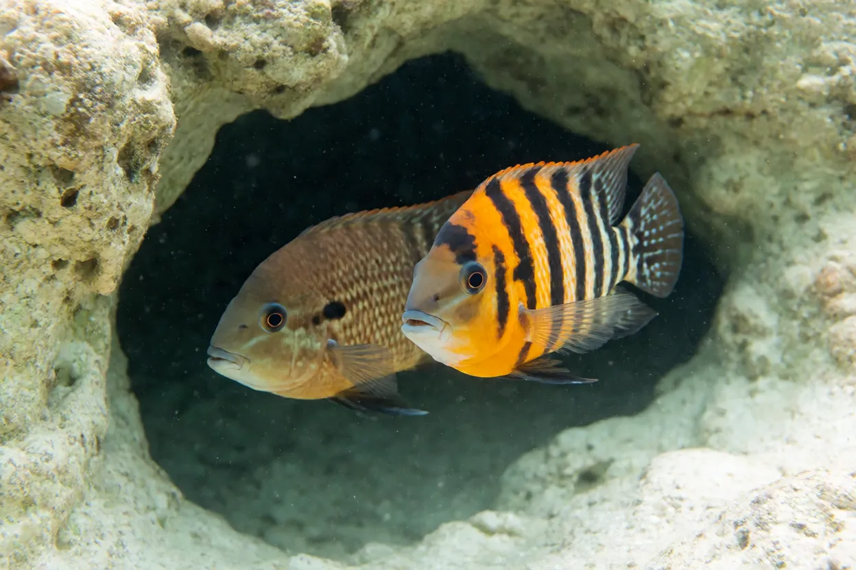 Casal de Jack Dempsey nadando junto perto de caverna