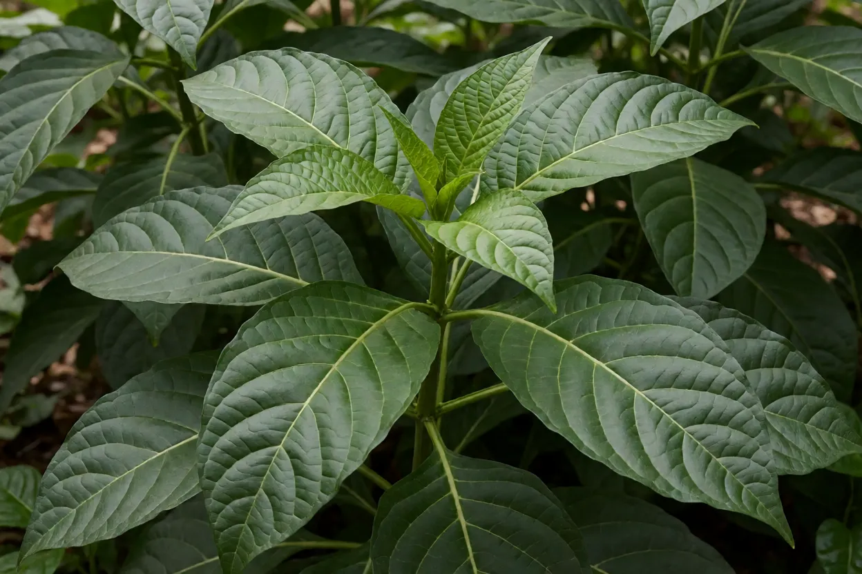 Detalhe das folhas grandes e nervuradas da Jacob&iacute;nia