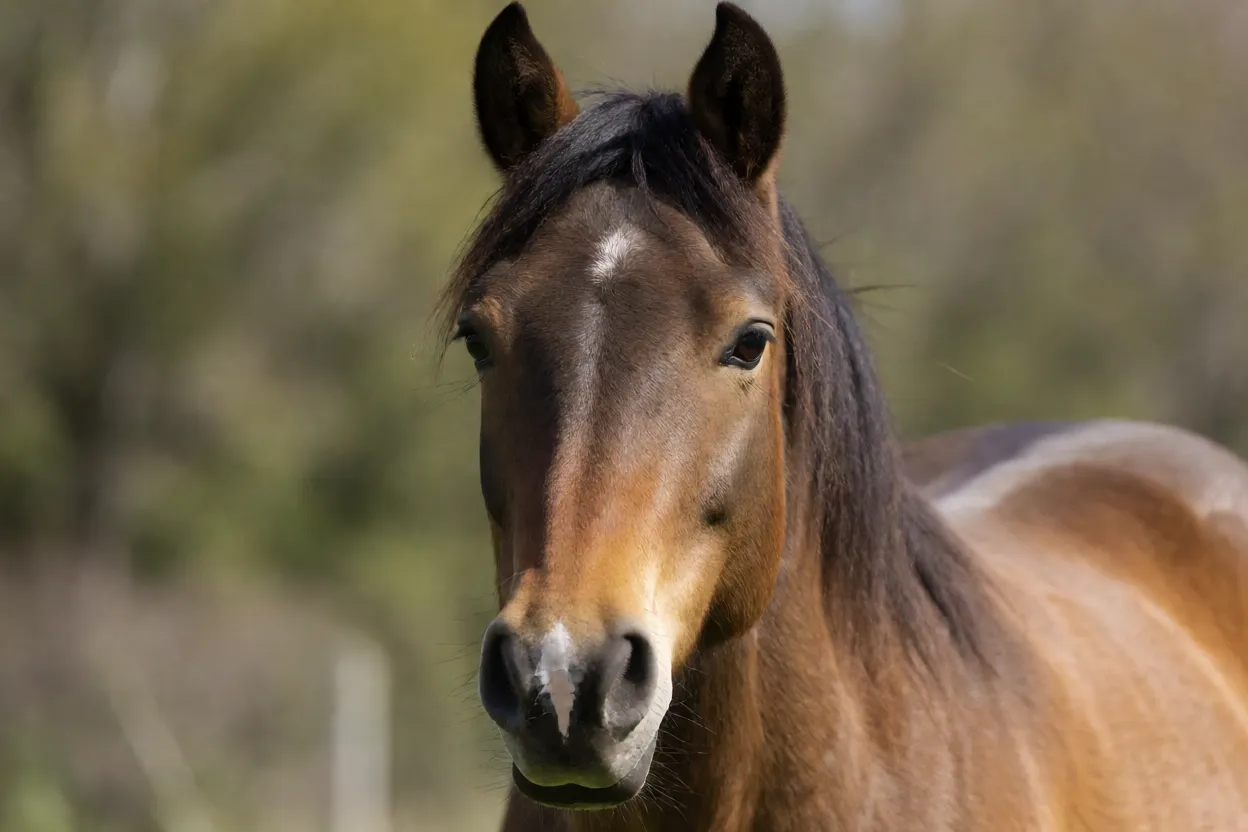 Retrato da cabeça de cavalo Kaimanawa mostrando perfil reto e orelhas atentas