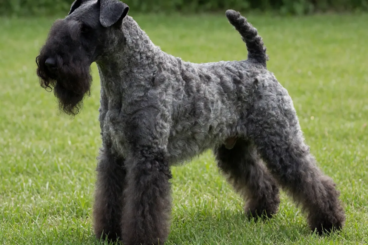Kerry Blue Terrier adulto de corpo inteiro em pé na grama com pelagem azul-acinzentada