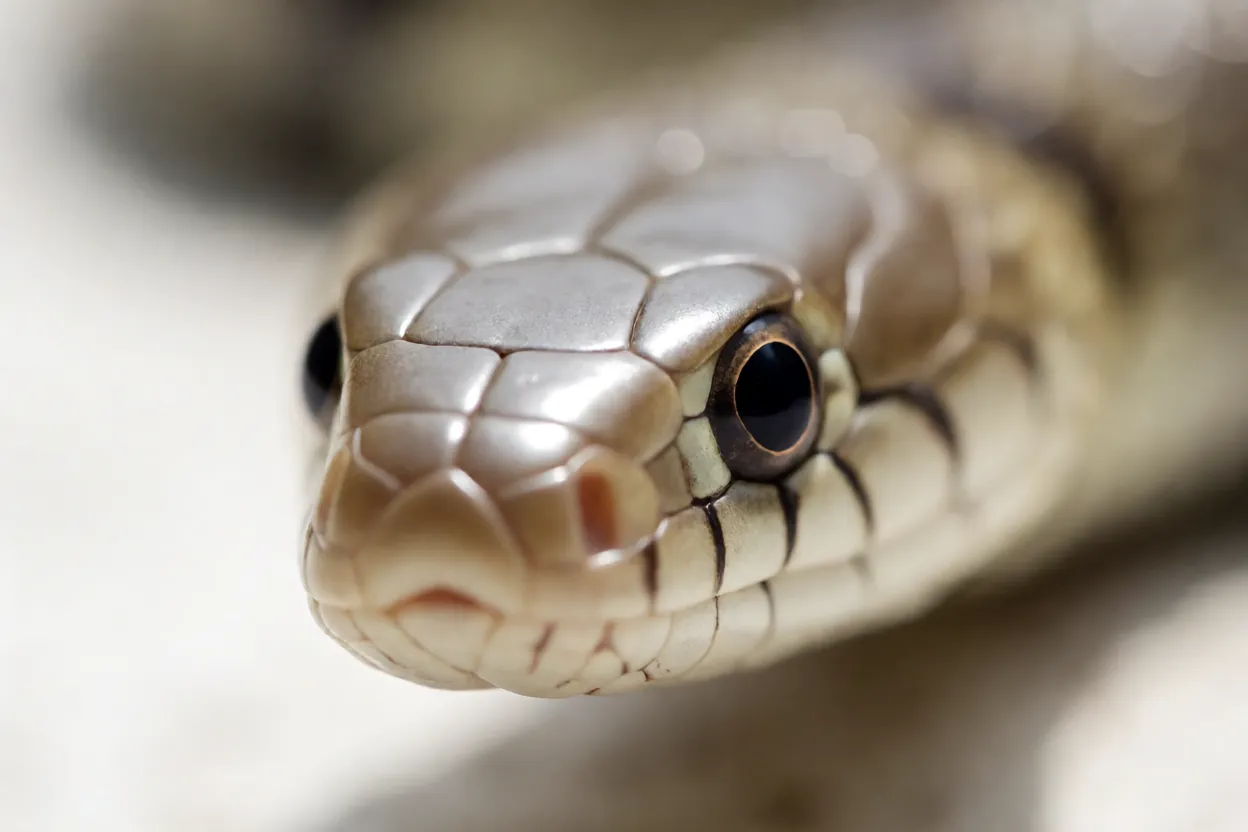 Close da cabeça de Krait mostrando escamas lisas e olhos pequenos com pupila redonda