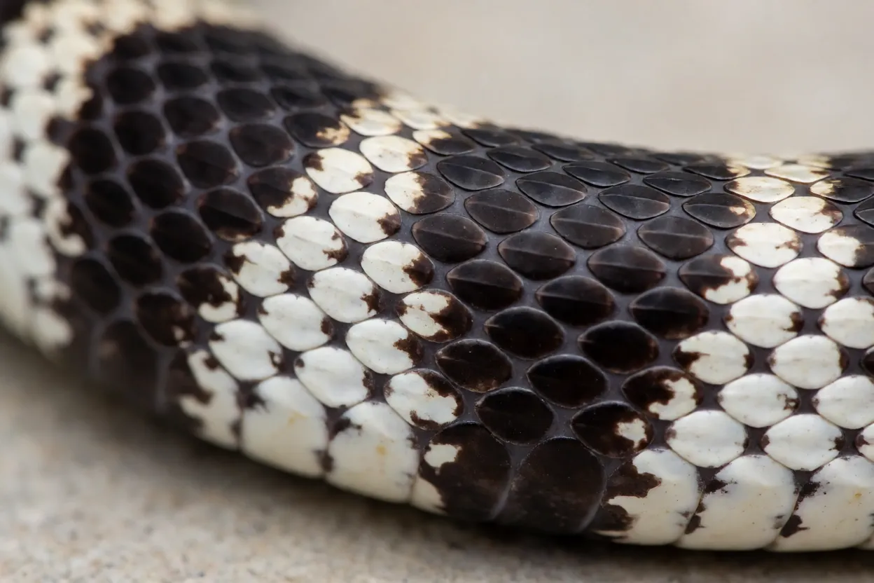 Detalhe das escamas da Krait com fileira vertebral hexagonal alargada