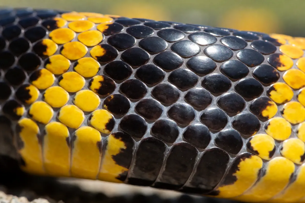Detalhe das escamas da krait-anelada com fileira vertebral hexagonal