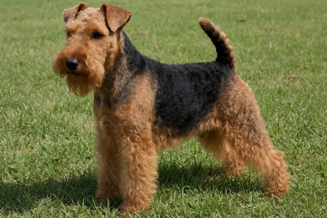 Lakeland Terrier adulto em pé na grama, visto de três quartos, com pelagem preta e castanha