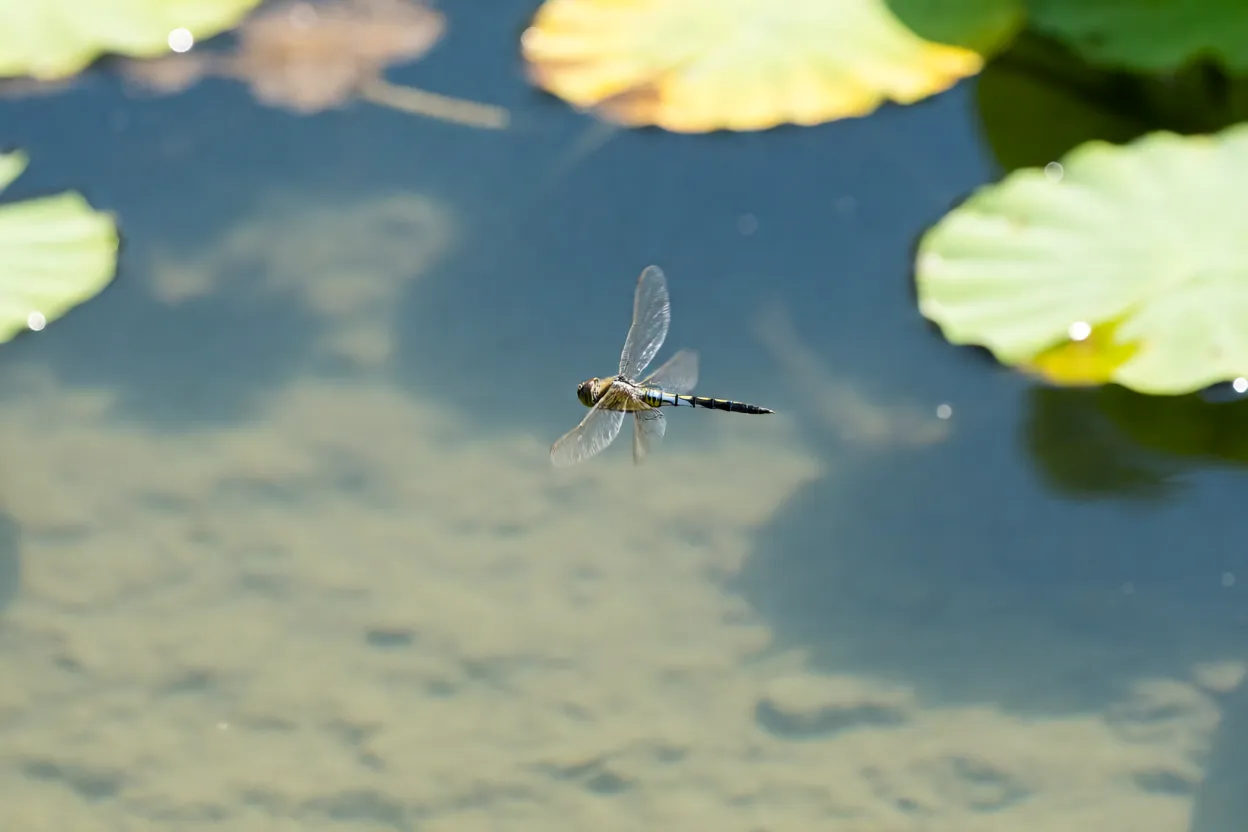Lavadeira em voo sobre lagoa