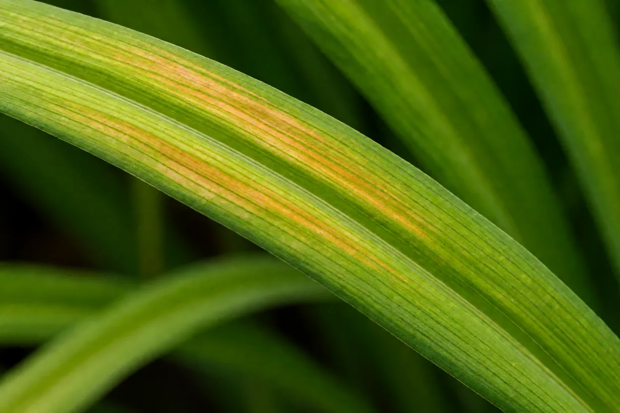 Folhas de hemerocallis com sinais de ferrugem ou manchas