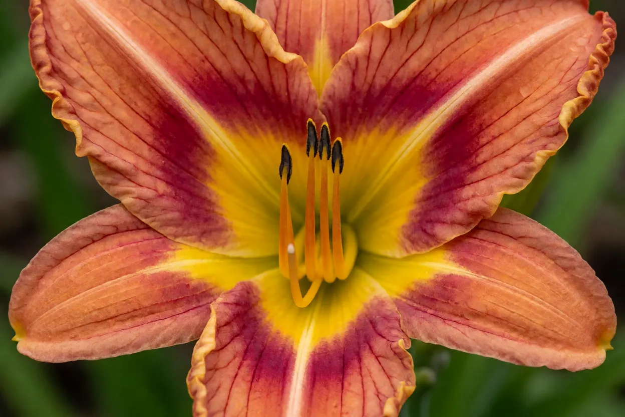 Detalhe de flor de hemerocallis saud&aacute;vel sem danos de pragas