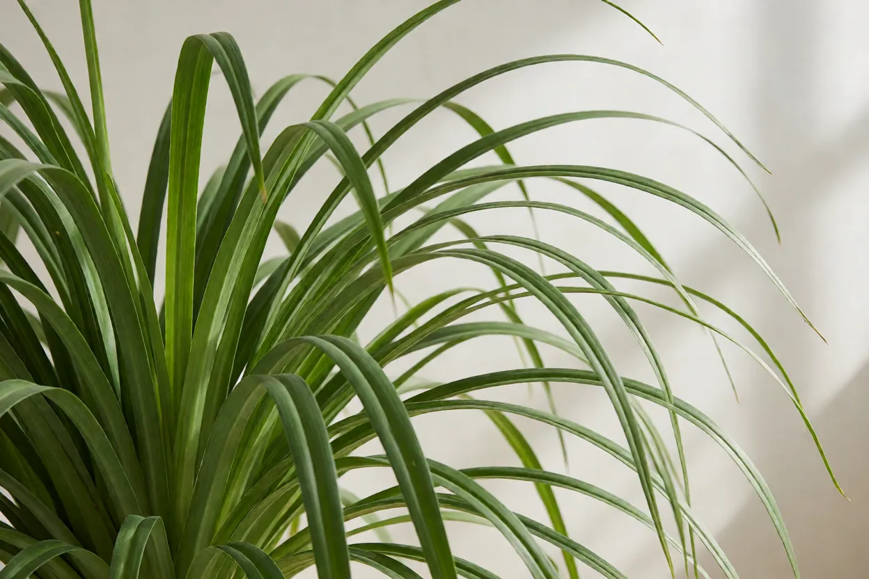 Folhas longas e arqueadas de hemerocallis formando leque verde