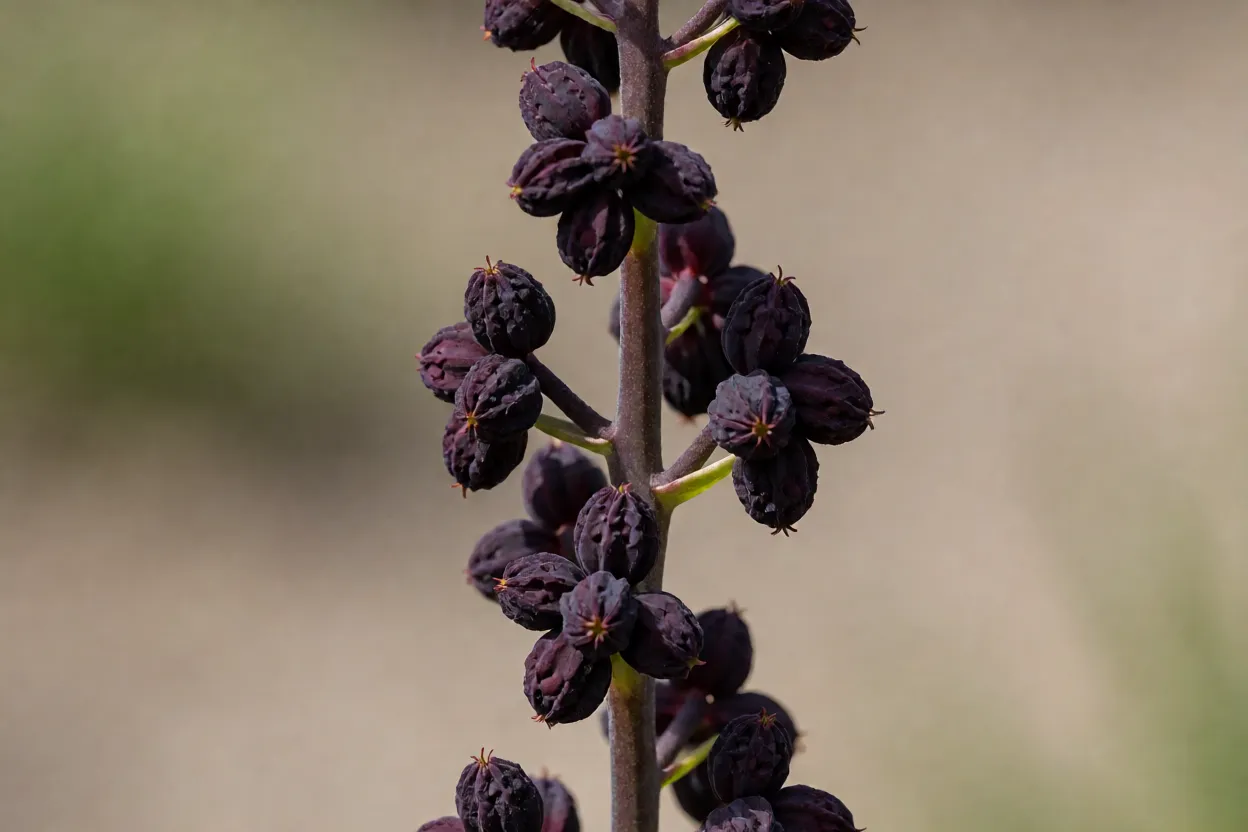 Bulbilhos axilares do l&iacute;rio-tigre prontos para plantio