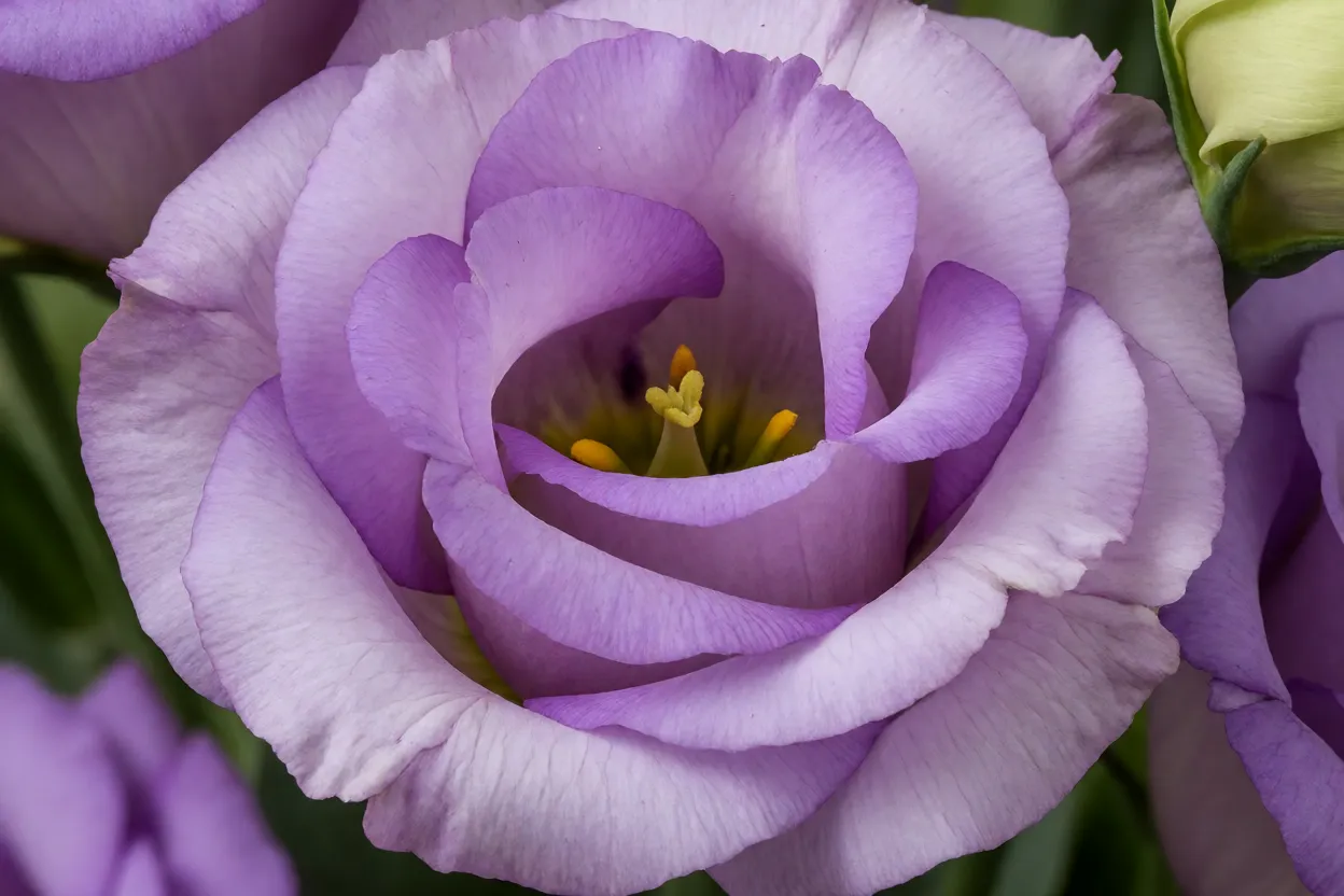 Lisianthus: como cultivar a flor delicada, floração e cuidados Flor de lisianthus em close mostrando pétalas delicadas em tons de lilás