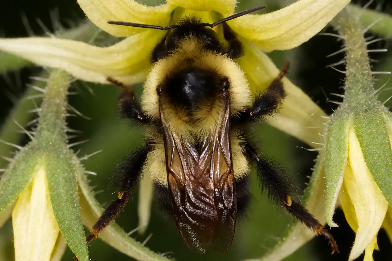 Mamangaba Bombus pauloensis sobre flor de tomateiro mostrando corpo peludo preto e amarelo